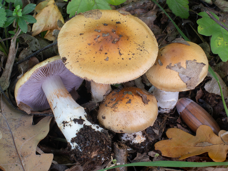 Cortinarius luteocingulatus